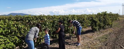 Vršac - vinogradarski kraj
