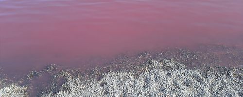 Pačir banja - roze jezero - spa izlet