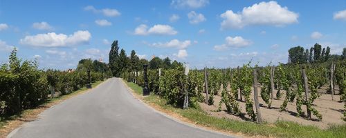 Gastro - vinska tura po severu Srbije - Vojvodina - Subotica - Palić
